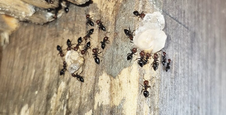 traitement au gel des fourmis charpentières