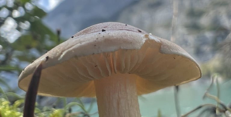 mushroom in front of mountain landscape