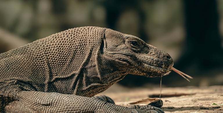 majestic komodo dragon in indonesia