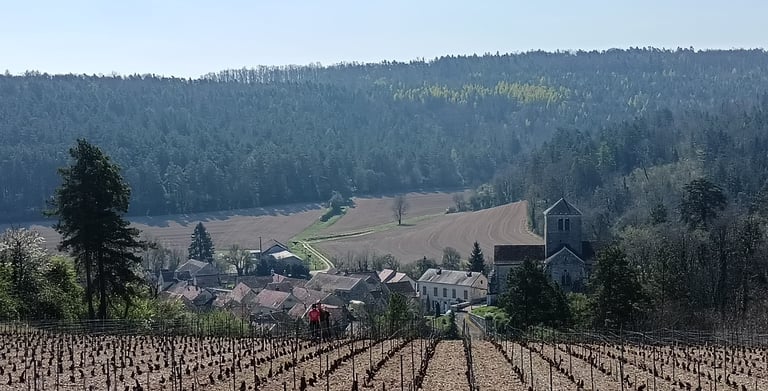 vignoble de bourgogne à Gomeville