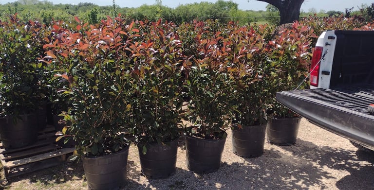 A row of red tip shrubs with pick up truck 
