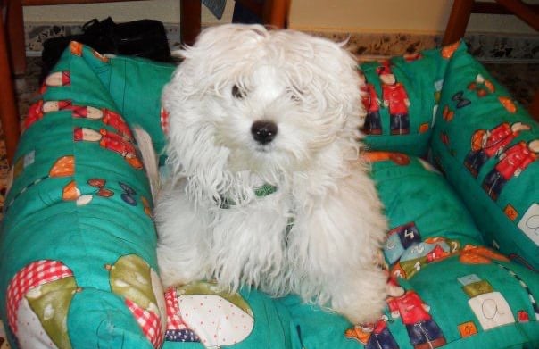 Marco bichón maltés en cama mirando con ternura, símbolo de amor en MundoBichón