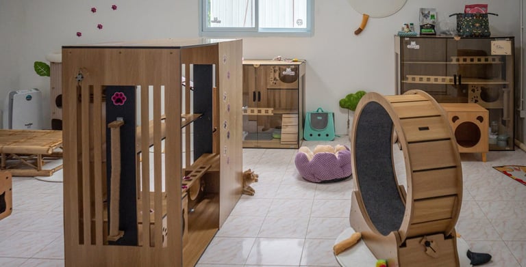 Cat hotel playroom in Koh Samui with exercise wheel and enrichment toys
