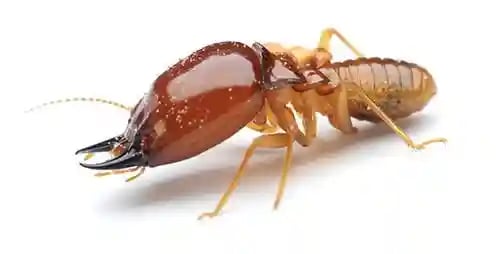 Termite control point Cook Sunbury Gladstone Park West Meadows Brunswick Fawkner Ascot Vale