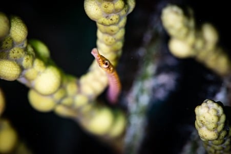 Pipefish