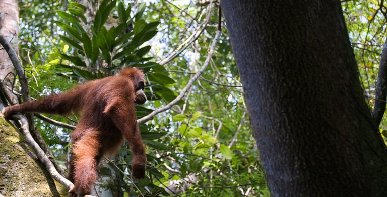 orang utan in sumatran jungle