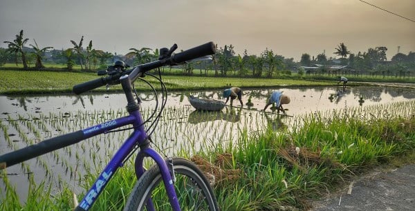 a bicycle parked next to ricefield