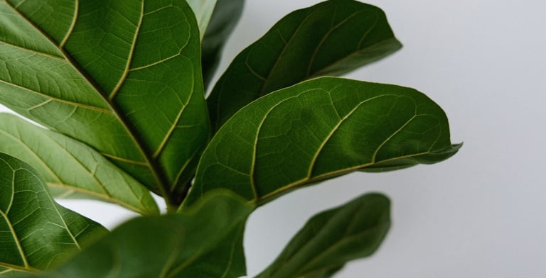 Fiddle Leaf Fig Tree