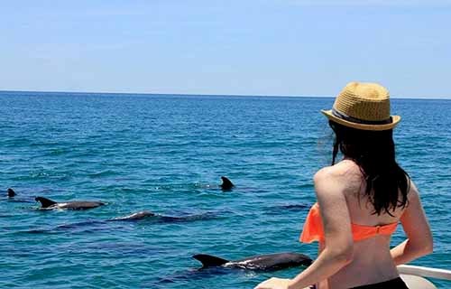 ami-dolphin-tours