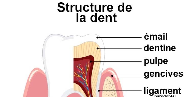 émail dentaire fragile soins jet dentaire ozone aquolab hygiene-precision.com