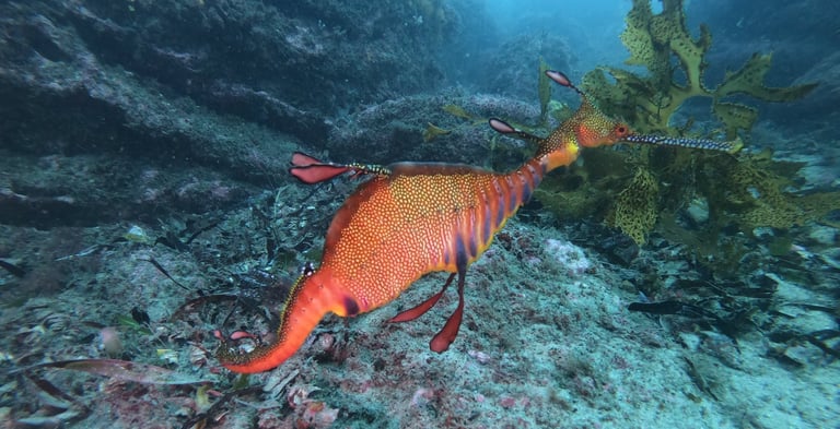 weedy Sea Dragon, Botany Bay, Sydney, Australia