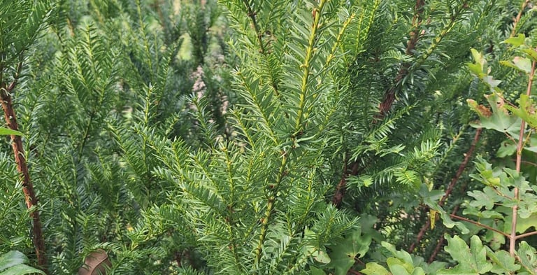 a shrub with green pine needles
