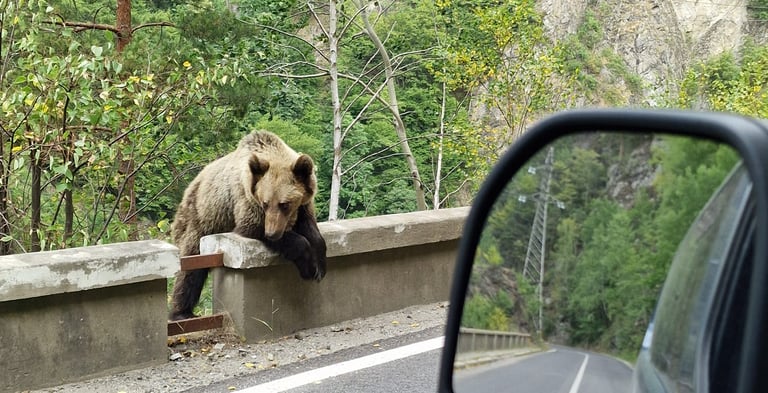 Transfagarasan-orsi-tour in italiano