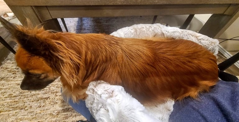 Rose resting in her Furr Lap while I work feeling the warmth