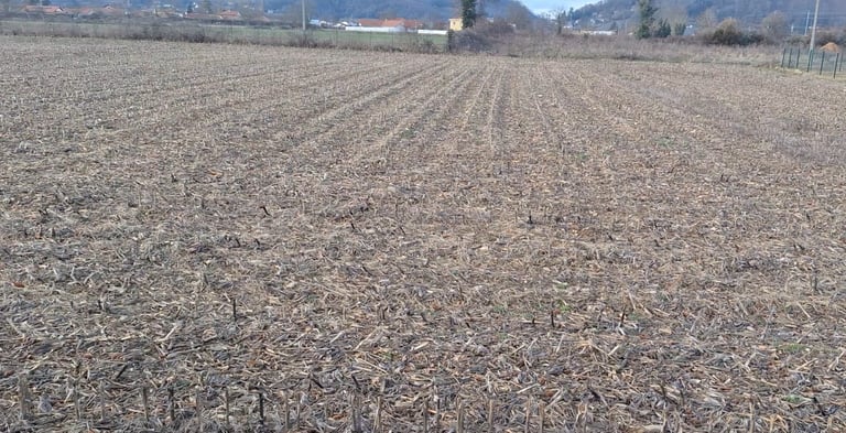 Wide view of a harvested corn field with dry crop stalks and soil rows under a clear sky.