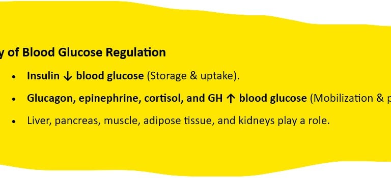 summary blood glucose regulation