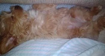 teacup puppy sleeping