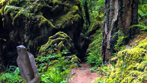 Waterfall Hwy, OR - Fall Creek Falls trail goes thru a dark cave, like a spooky Halloween scene