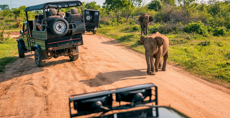 Elefantes vistos do jeep durante tour de safári no Addo Elephant Park, em Port Elizabeth (Nelson Mandela Bay), África do Sul