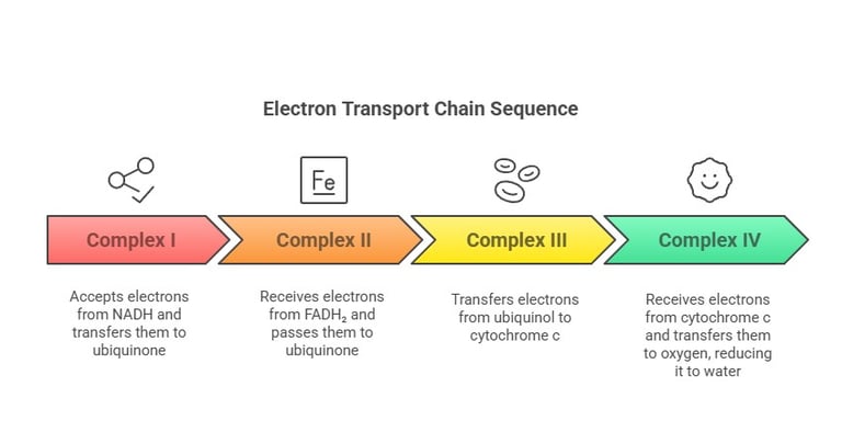 ETC sequence