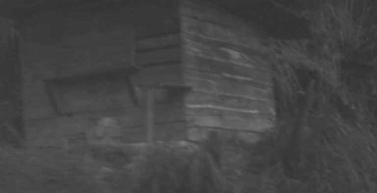 Cabaña de madera rústica en blanco y negro rodeada de vegetación.