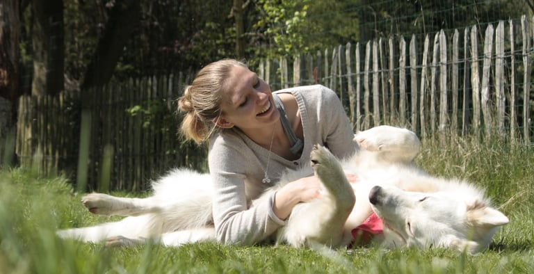 Doom Berger Blanc Suisse White Swiss Shepherd