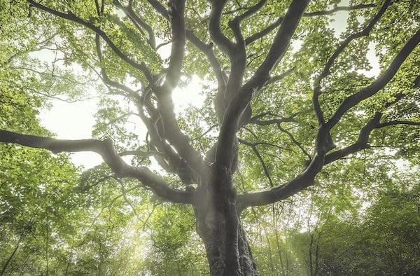 Tree with sun shining through branches.