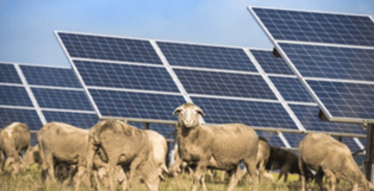 Ovejas y paneles solares