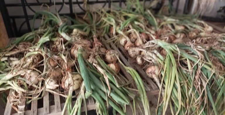 Are onions are safely gathered in