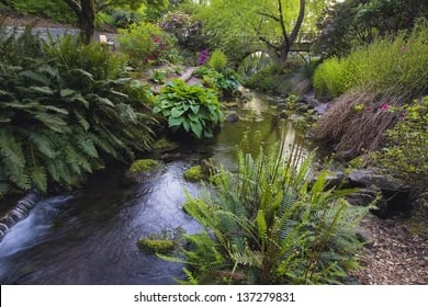 A bog garden