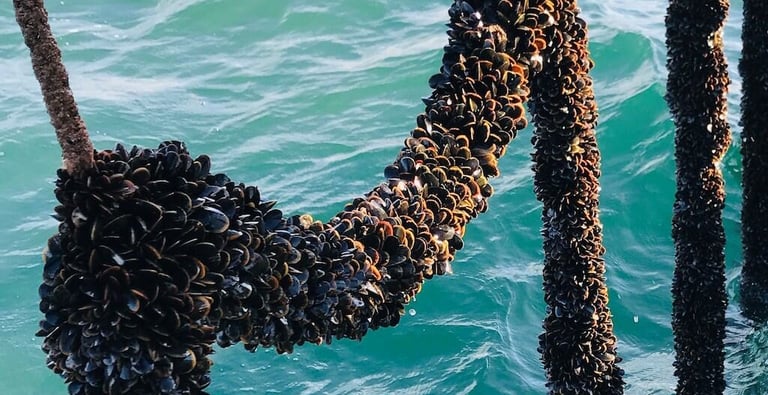 mussels growing on a rope in the sea