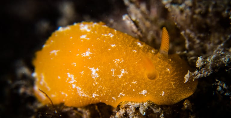 Nudibranch