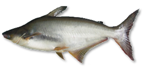Ikan Patin