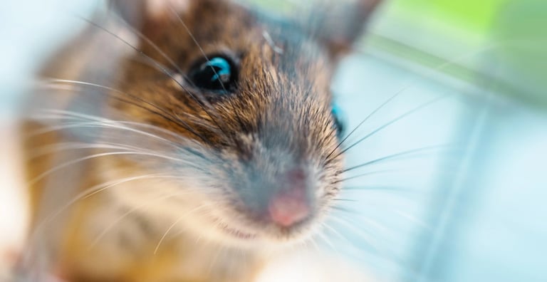 Mouse presence in Spalding properties