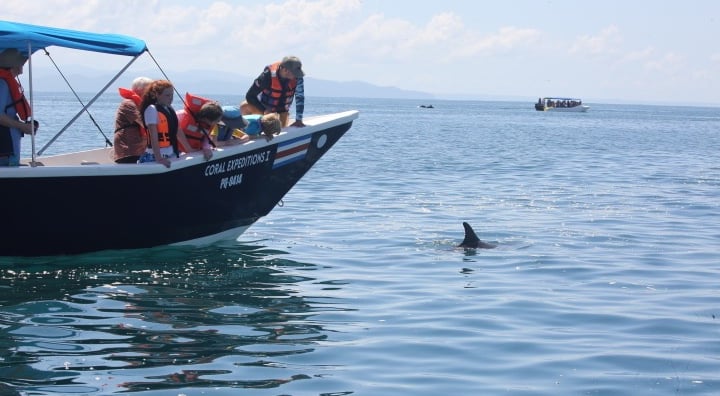 Responsible Dolphin watching 
