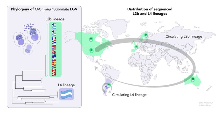 Graphical abstract of the phylogeny of Chlamydia trachomatis LGV across the globe