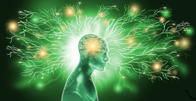 Brain Neurotransmitters
