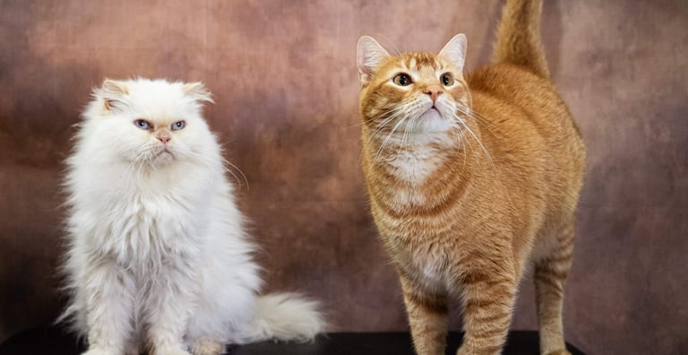Hermosas fotos de gatos el persa Daly y el cliollo Mochi.