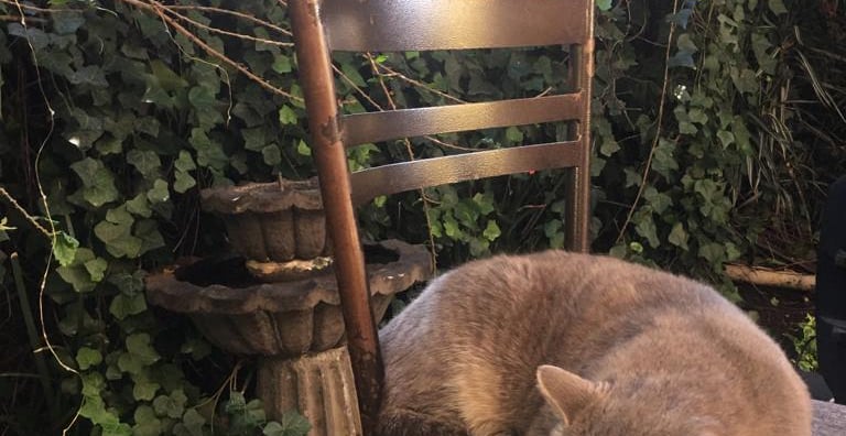 Tom, un amigo muy especial de Alessa Café y Penélope Café