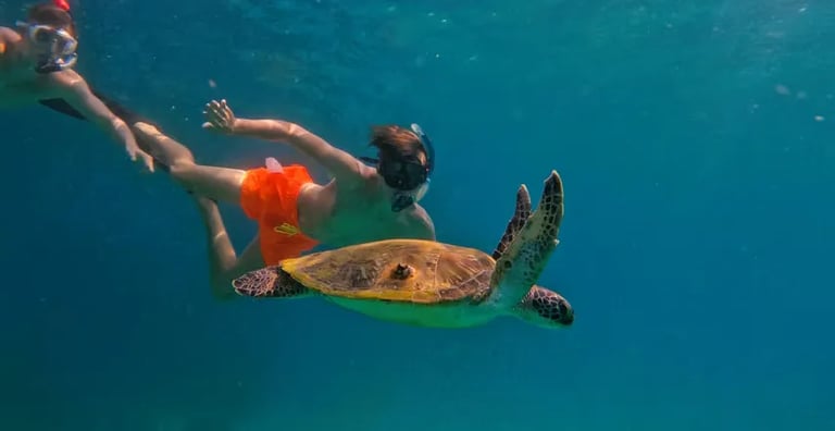 Snorkeling with Turtles in Fujairah