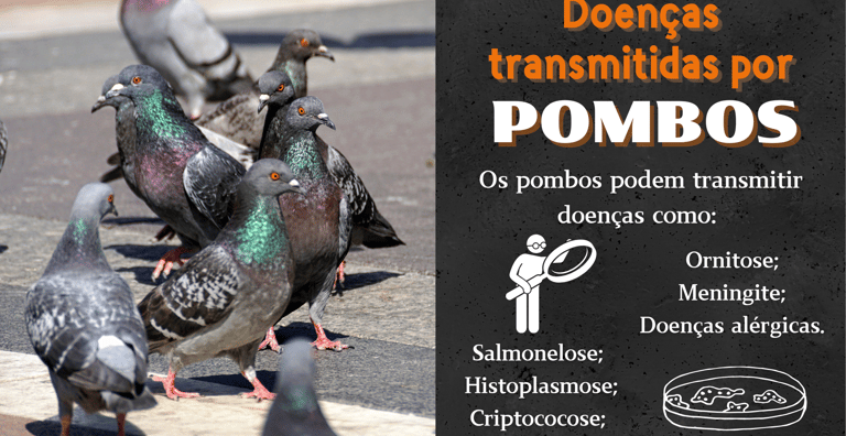 controle de pombos