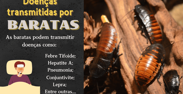 controle de baratas