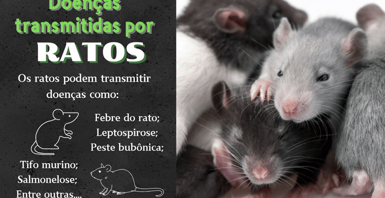 slides informativo para controle de ratos