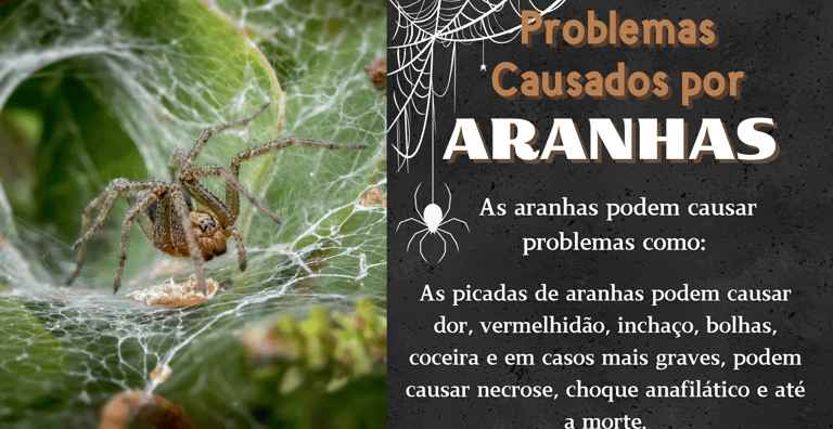 controle de pragas aranhas