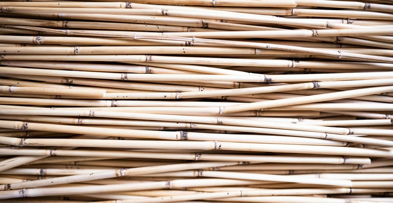 Bamboo plant canes