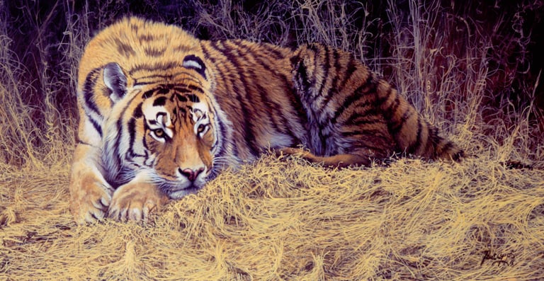 Oilmpainting of a Bengal Tiger laying on dry grasses