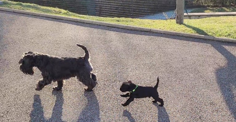 Schnauzers en pleine action