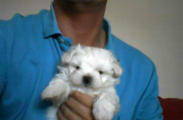 Marco, bichón maltés que inspiró MundoBichón