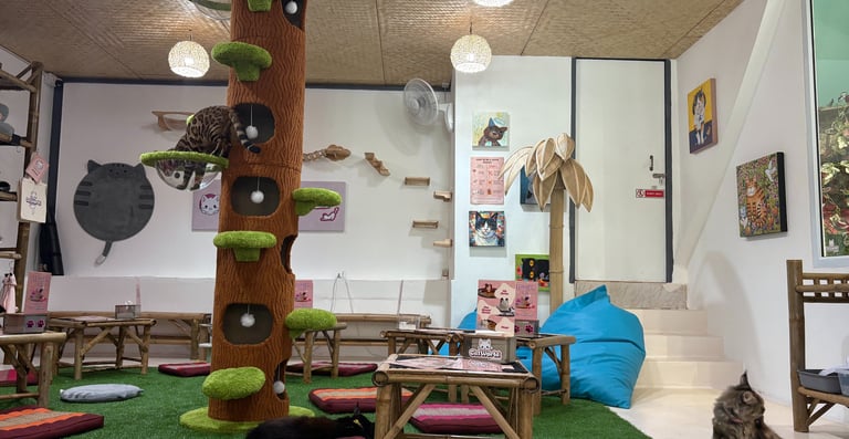 Cat cafe interior with climbing tree, bamboo tables and wall shelves in Bo Phut