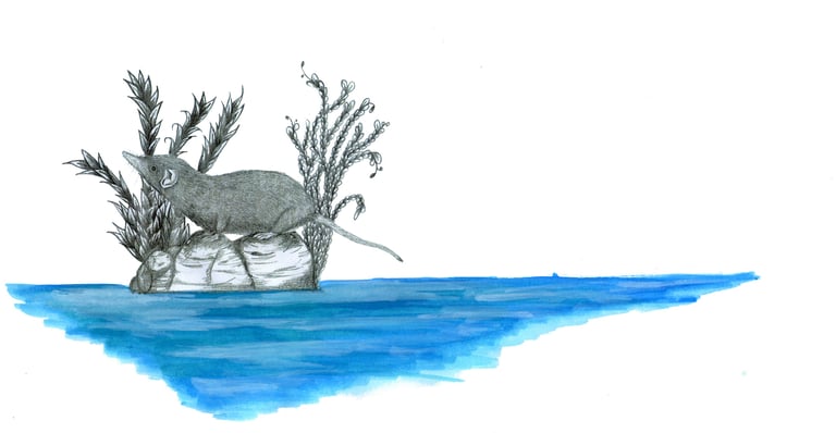 Draw of a shrew in an island, by Blanca Moncunill-Solé CC BY-NC-ND 4.0